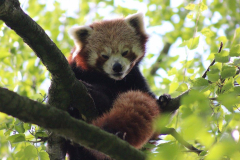 Norwich-townhouse_Banham-Zoo