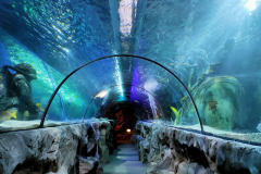 norwich-townhouse_sealife